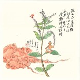 漫言漫语|本草廉心（下）