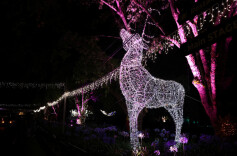 南非约翰内斯堡：动物园灯光秀