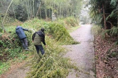 羊楼司镇：及时清除倒伏竹木  确保道路通行畅通