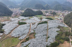 江华：应对低温天气 砂糖橘盖膜忙