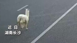 长沙街头惊现羊驼狂奔，还调皮地朝人吐口水