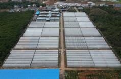 江华：为烤烟“披衣加被” 确保顺利出苗