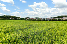 塘村镇：精铸小镇风光好  一村一策助发展