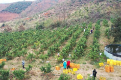 蒋联忠：荒山结出致富果 寒潮来袭采收忙