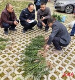 售卖野生兰草被取保候审