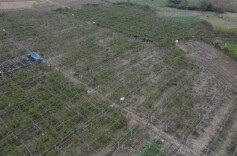 江华沱江镇安堂岭村：黄金百香果喜获丰收筑起村民致富路