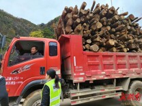 新田：交通劝导“小叮嘱” 守护道路“大安全”