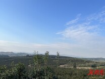 新田县金盆镇： 打造优质油茶产业  助推乡村振兴