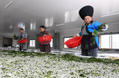 湖南省农业农村厅解读《湖南省蚕种管理办法》