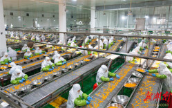 县区丨永州冷水滩：柑橘加工企业赶订单