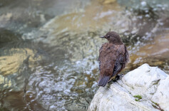 湖南省林业局解读《湖南省陆生野生动物致害补偿办法》