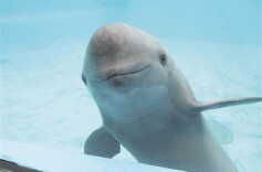 一江碧水情，微笑向未来——评歌曲《江豚的微笑》