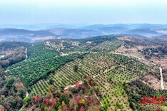 特色产业添“绿”增“金” 和美邵阳靓“颜”提“质”