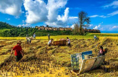 城头传佳音 稻花应秀色——评歌曲《城祖稻源》