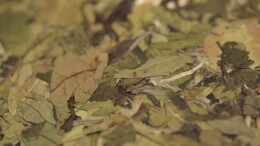 三类白茶你必须知道的冲泡要点