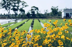 乡愁的回响，乡村振兴的乐章——评歌曲《故园恋歌》