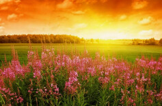 湖湘大地的“繁花”——评歌曲《你是最美的朝阳花》