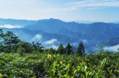 安化黑茶入选国家质量基础设施集成服务基地试点项目