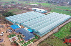 江华涔天河镇：草莓抢鲜上市 开启“莓”好时光