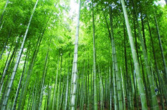 轻吟浅唱，静待你来——评歌曲《竹乡遇见你》