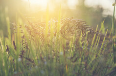 以风雪沧桑，鉴中华之光——评《你是最美的朝阳花》