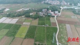 江华：冬季桃园管护忙