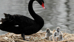 圆明园小天鹅被迫走冰脚蹼溃烂！动人照片“冻”伤的是文明