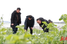 民生丨冷水滩：农业保险理赔为受灾农户撑起“保护伞”