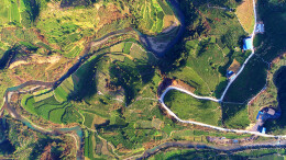 黄金村：百年茶香再添新韵  产业小镇点“绿”成“金”