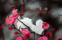 散文|梅雪交融才是春