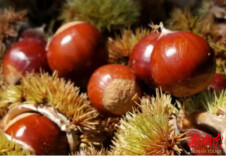 来黄兴广场买年货！天心区、邵阳县、龙山县洛塔乡三地联合举办迎新春消费帮扶展销会