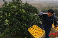 爱心助残，温暖寒冬 | 独臂种橙人罗昌和坚守品质至上，35000斤脐橙滞销，急需帮助！