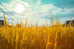 稻田里的守望者——评歌曲《永远的稻田》