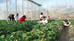 江华：草莓采摘欢乐多