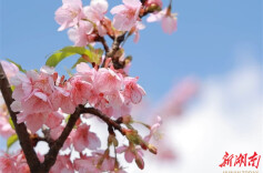 永州冷水滩：樱花怒放迎春来