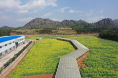 视频|湖南新田:油菜花开田园美 油豆轮作促增收