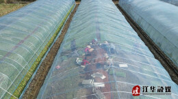 江华涔天河镇：烤烟二段育苗忙