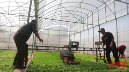 新田县新圩镇：党建引领烤烟产业发展 夯实增收致富“好路子”