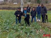 辰溪县黄溪口镇：湖南省农科院专家助力大湾村水稻产业升级