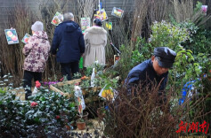 永州冷水滩：人勤春早 苗木俏销