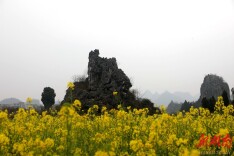 湖南新田：当油菜花遇上喀斯特地貌 相映成景彰显独特魅力