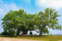 春三月，在平江仰望一棵2200岁的古树