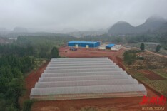 新田县石羊镇：坚守“粮”心  不负“食”光