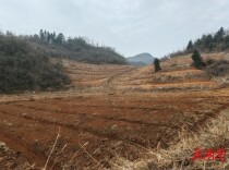 天心区帮扶龙山洛塔乡 锥栗产业驶上“快车道”