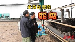 视频丨九镇行 看乡村 ：第一期我们来看冷水滩伊塘镇孟公山村的鸵鸟