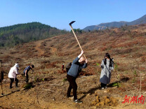 新田县统计局到帮扶村开展义务植树活动