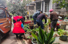清理小区菜园子，种上绿植还绿于民
