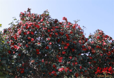 冷水滩：山茶花迎春绽放