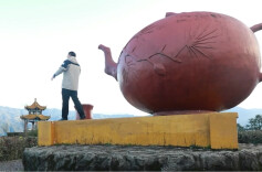 桂东：玲珑王茶园，春茶抢“鲜”开采