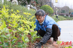 县区丨永州冷水滩：抢抓春季好时节 为城市“梳妆换颜”增春色